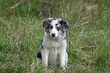 BORDER COLLIE 1494